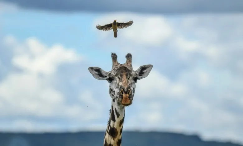 منتخب عکس های برتر هفته اول می سال 2025