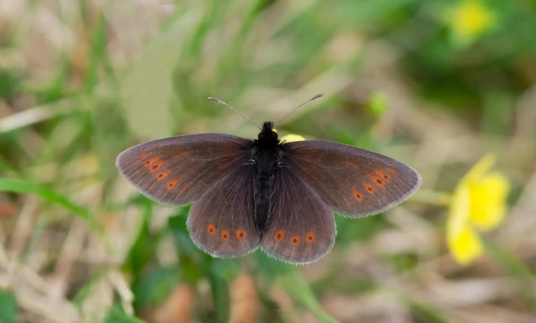 گونه ای از پروانه نادر