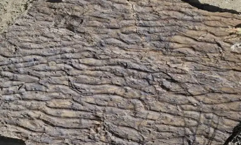 رد پای دیگری از دایناسورها در زرند کشف شد