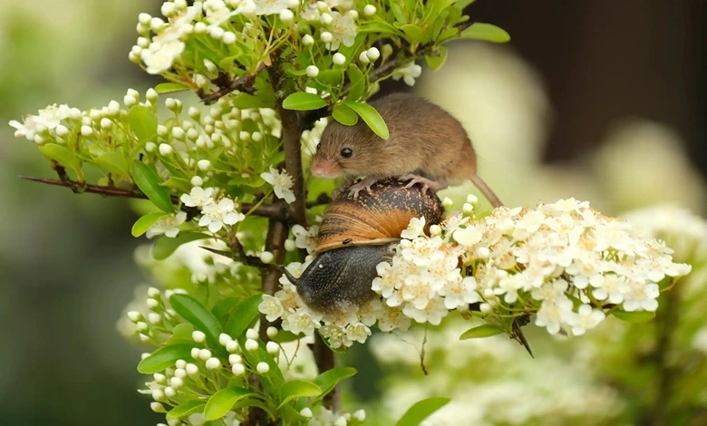 موش سوار بر پشت حلزون