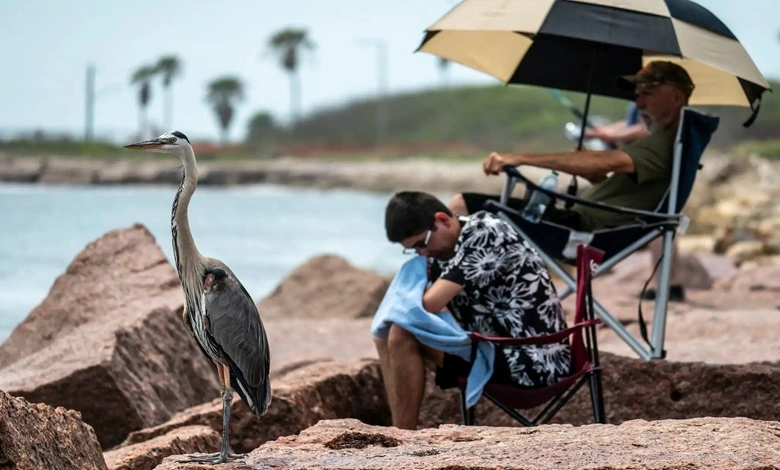 پرنده شکارچی در ساحل