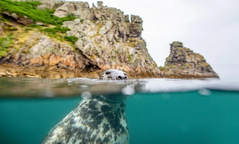 فوک خاکستری بازیگوش