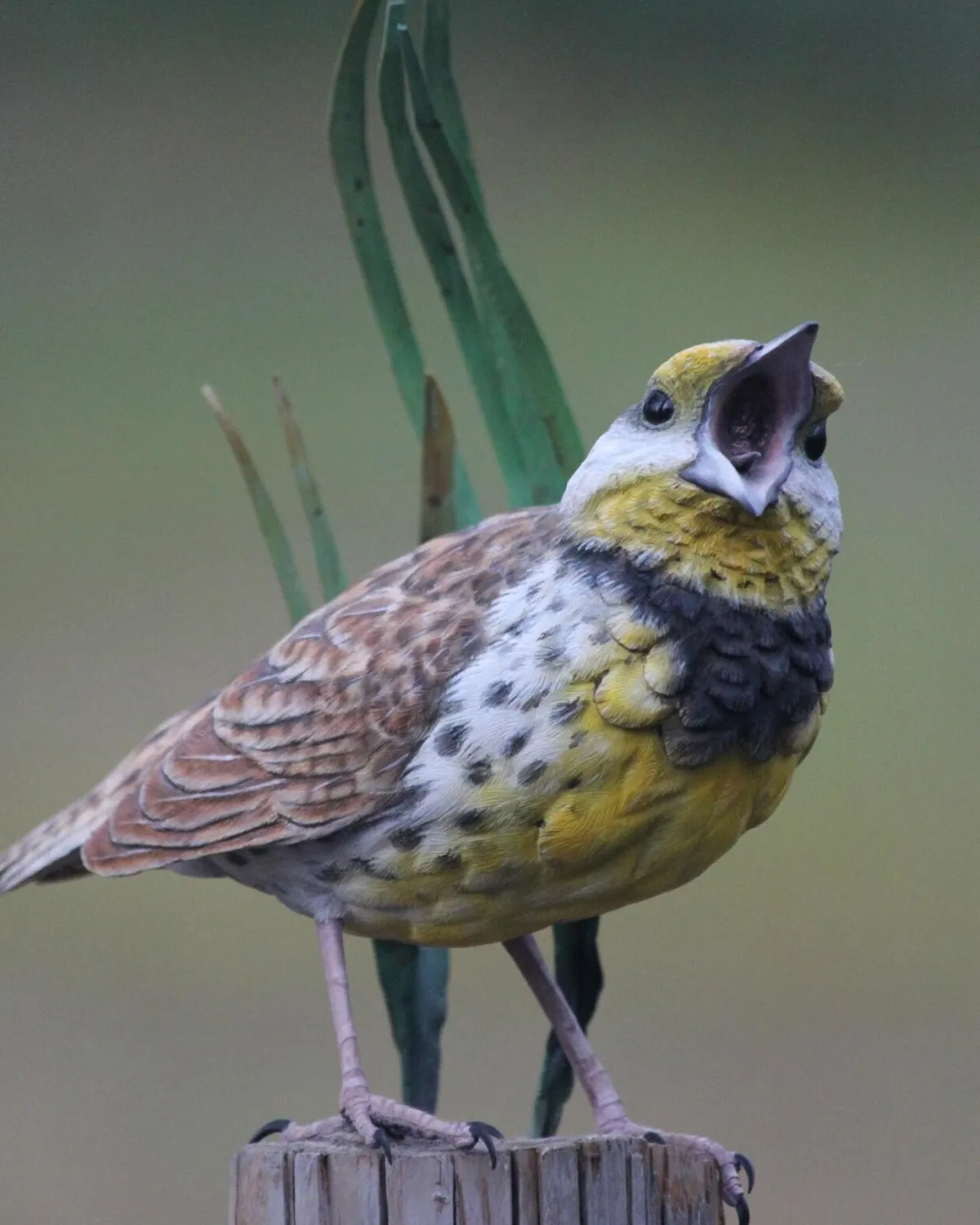 پرنده زیبای چوبی