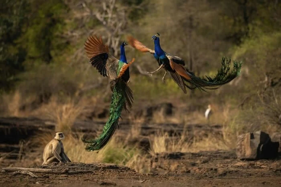 مبارزه طاووس‌های نر