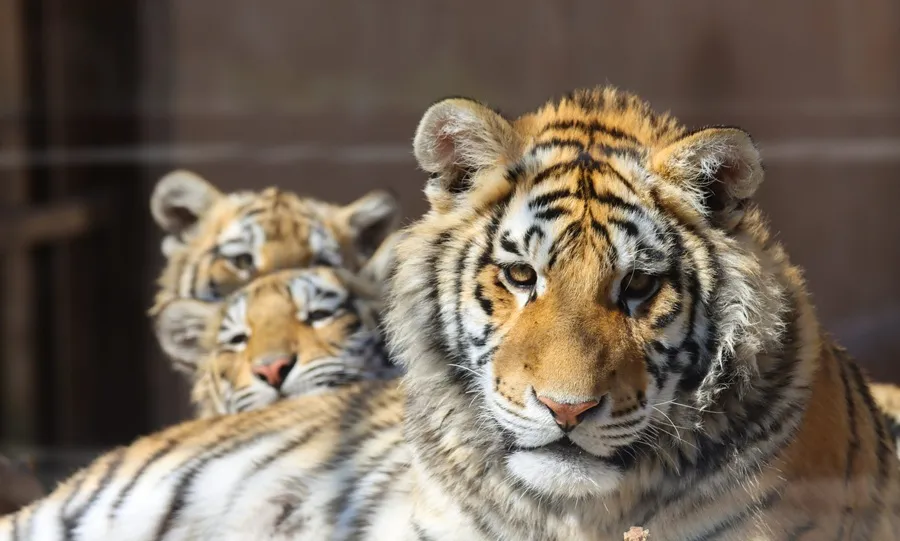 ببر بنگال در گهر پارک