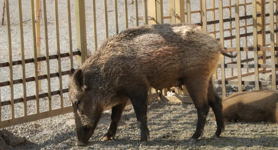 گراز در گهر پارک