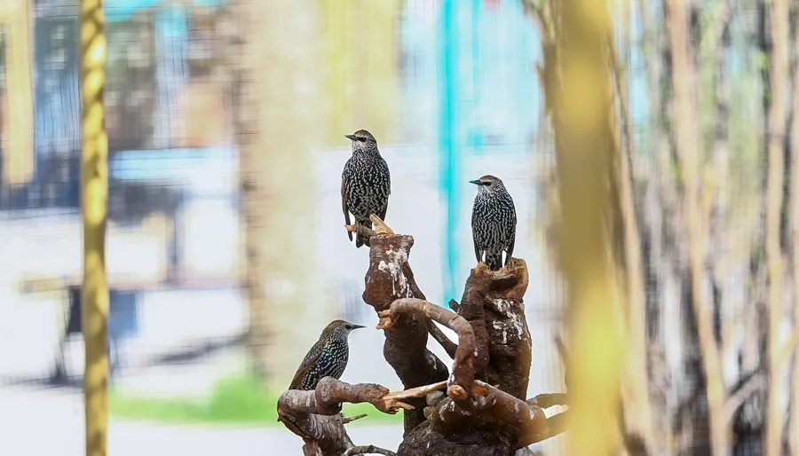 سار در گهر پارک