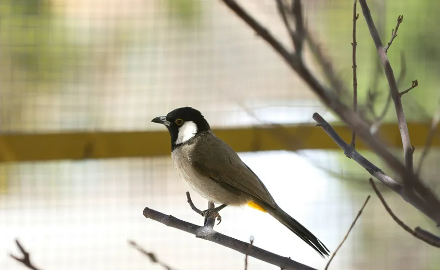 بلبل خرما در گهر پارک