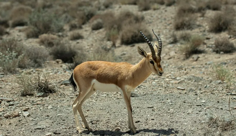 غزل بومی جبیر در گهر پارک