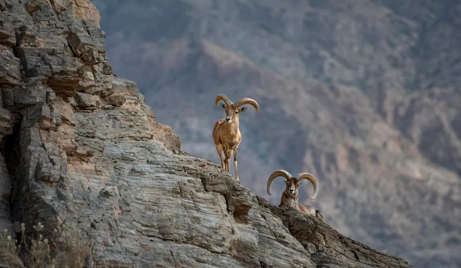 قوچ در گهر پارک