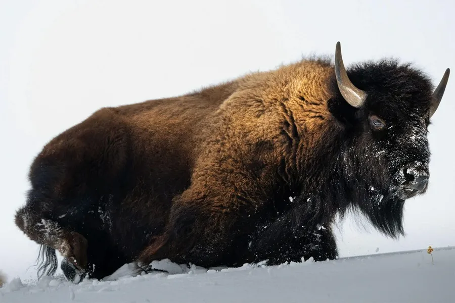 عکس سارفراز دورانی از بوفالوی آمریکایی در برف