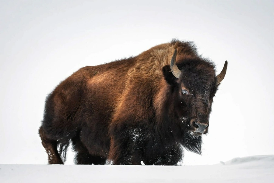 بوفالوی قهوه‌ای قدرتمند که باید از سرما جان سالم به‌در ببرد