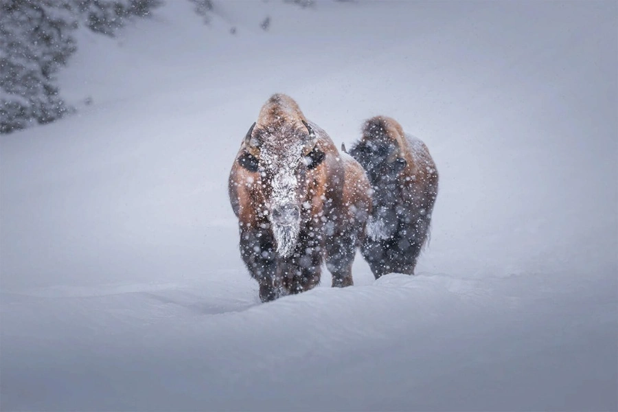 دو بوفالوی گرفتار در برف