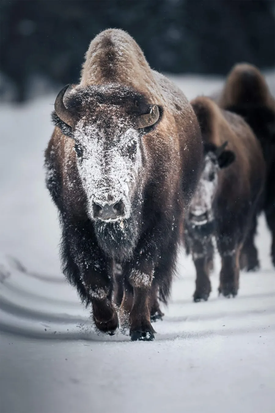 بوفالوهای آمریکایی در یک روز سرد زمستانی