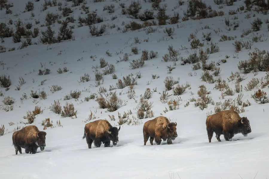 صحنه‌ای زیبا از بوفالوهای آمریکایی در برف