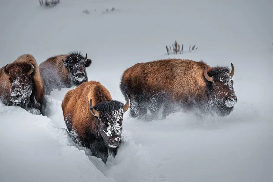 بوفالوهای گرفتار در برف