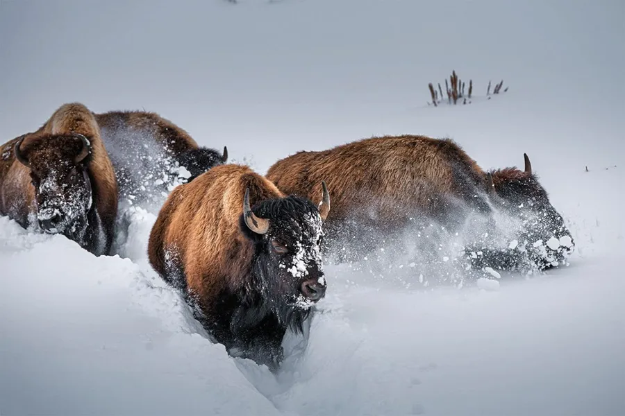 برفی که برای بوفالوها دردسرساز شده است
