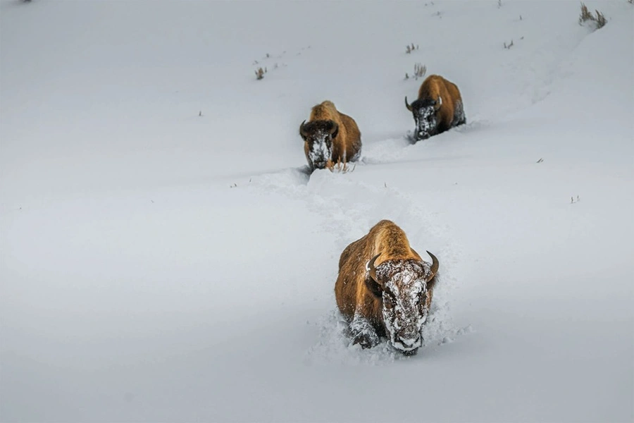 سرما بوفالوهای آمریکایی را زمین‌گیر کرده است