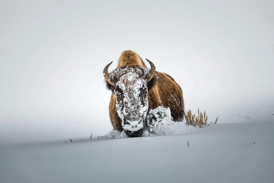 بوفالوی آمریکایی که در برف فرو رفته است