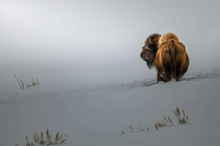 پرتره جذاب از بوفالوی آمریکایی در پارک ملی یلواستون