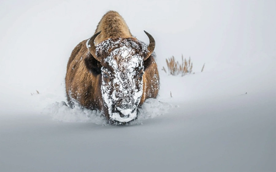 بوفالوها در پارک ملی یلواستون