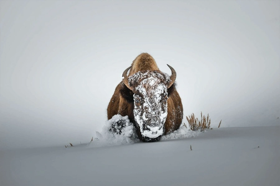 برفی که بوفالوی آمریکایی را به چالش کشیده است
