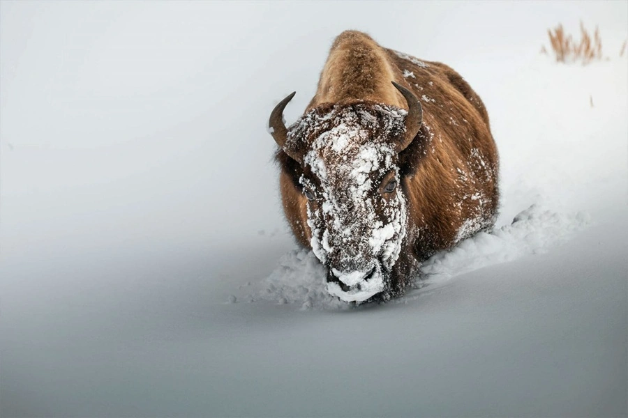 یک روز برفی در پارک ملی یلواستون