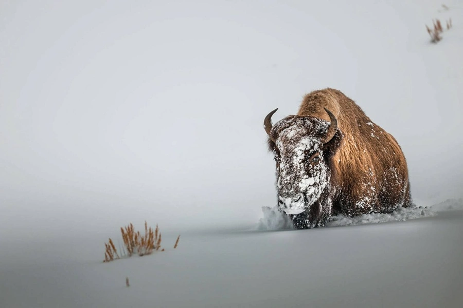 تلاش برای بقا در پارک ملی یلواستون