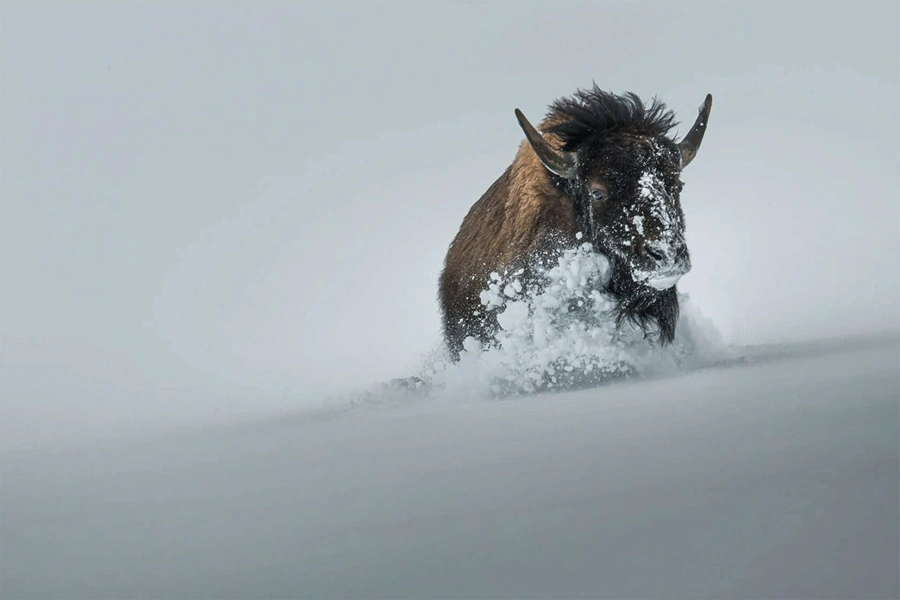 تصویری زیبا از بوفالو از لنز دوربین سارفراز دورانی