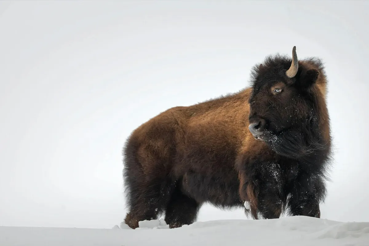 پرترههای خیرهکننده از بوفالوهای آمریکایی در یک روز برفی
