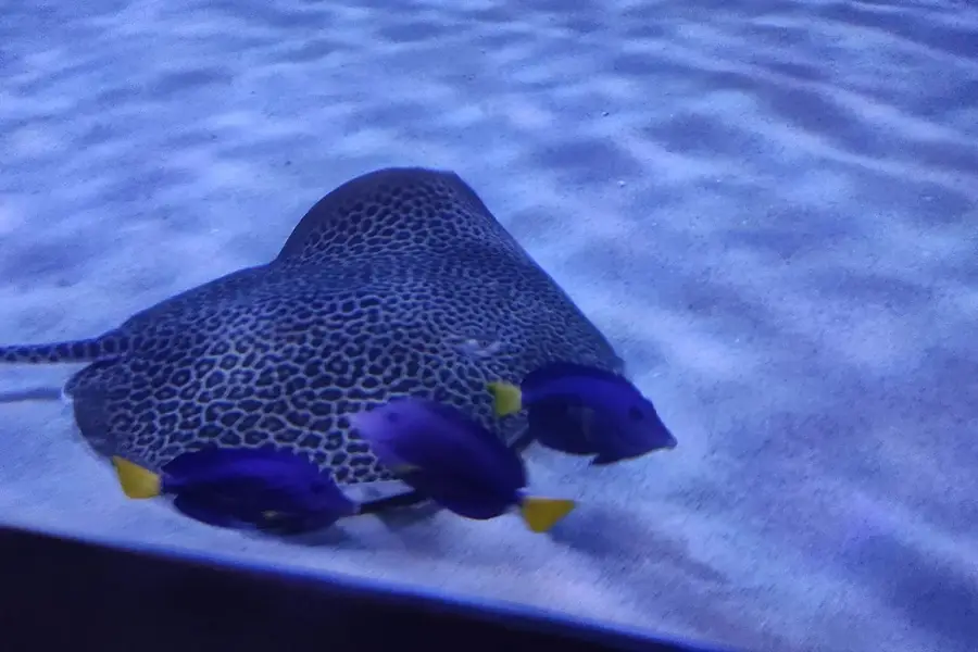 دنیای آمازون در آکواریوم انزلی