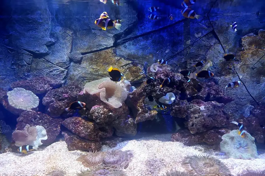 بخش دریای خزر در آکواریوم انزلی