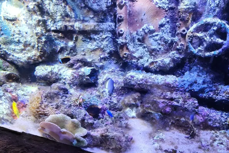 صخره‌های مرجانی در آکواریوم فانتستیک انزلی