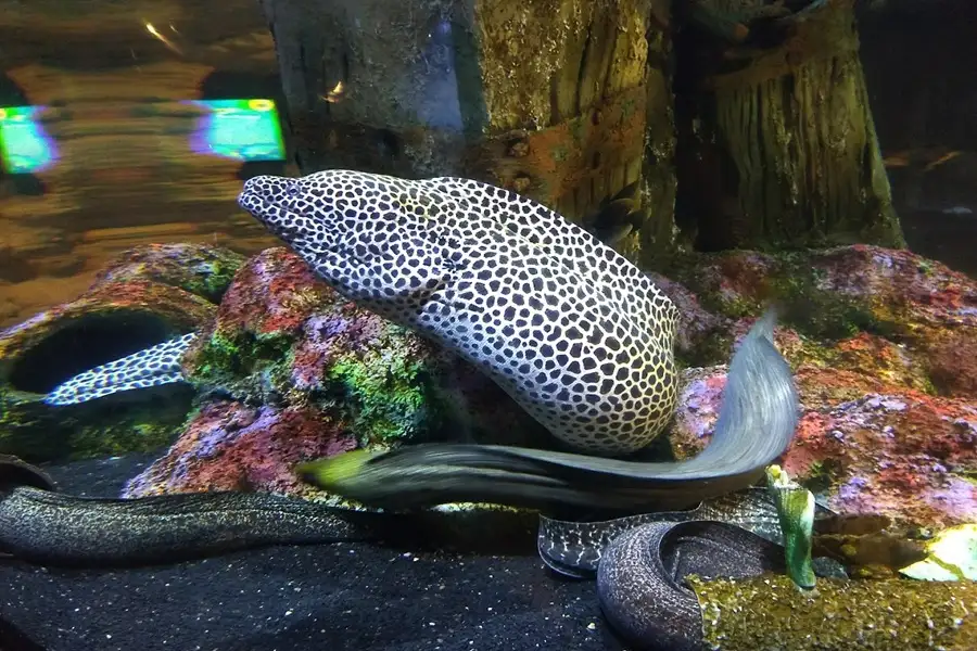 آکواریوم انزلی