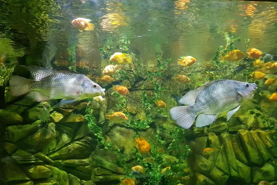 معرفی آکواریوم انزلی