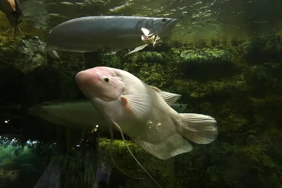 سالن خلیج فارس در آکواریوم فانتستیک انزلی