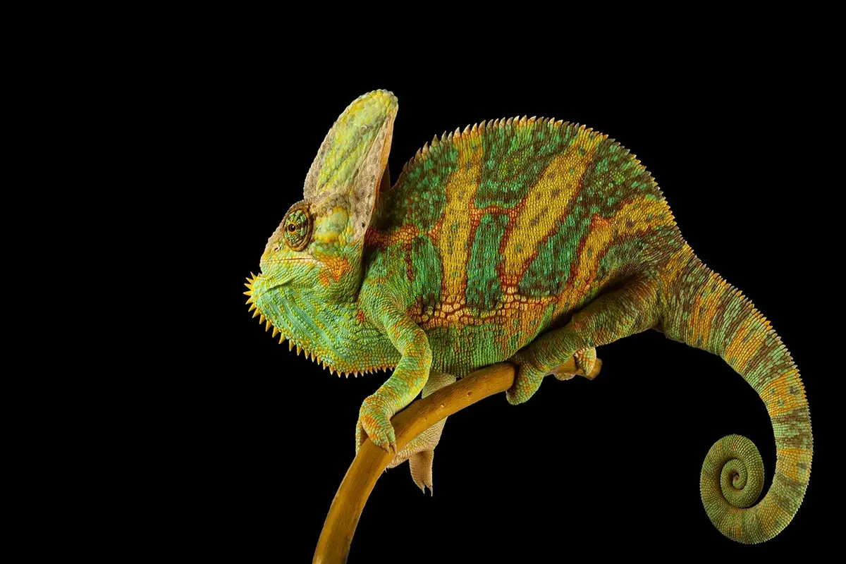 راز حرکت مستقل چشم‌های آفتاب‌پرست کشف شد