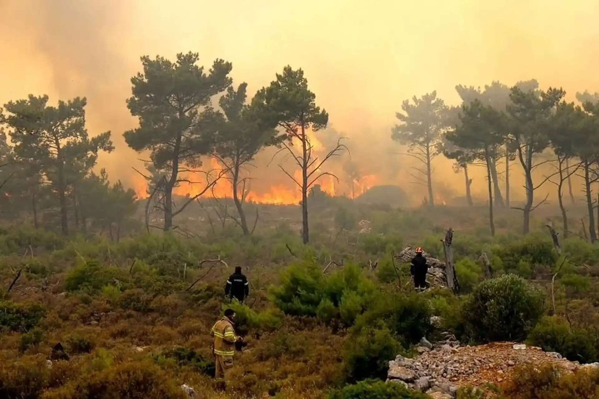 رصد شبانه‌روزی جنگل الیت