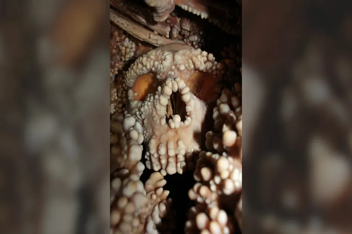 کشف ساختار بینی نئاندرتال‌ها