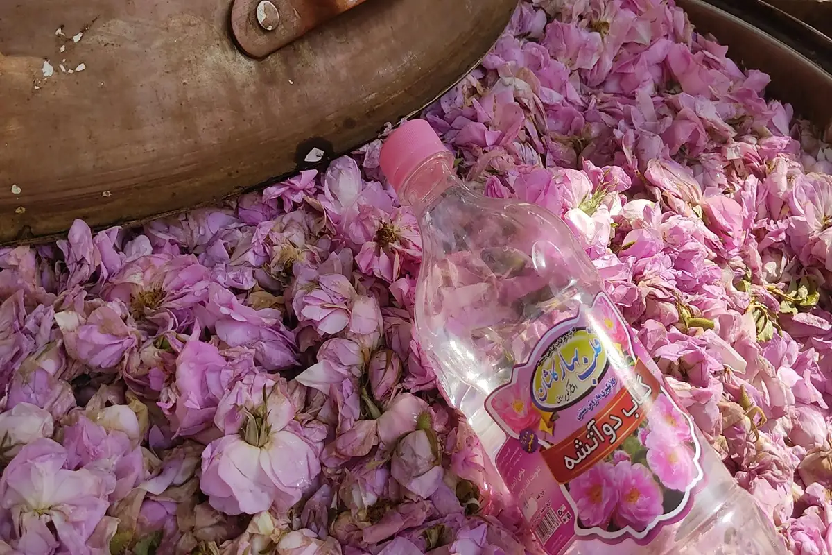 ماجرای ثبت گلاب‌گیری به اسم عربستان چیست؟