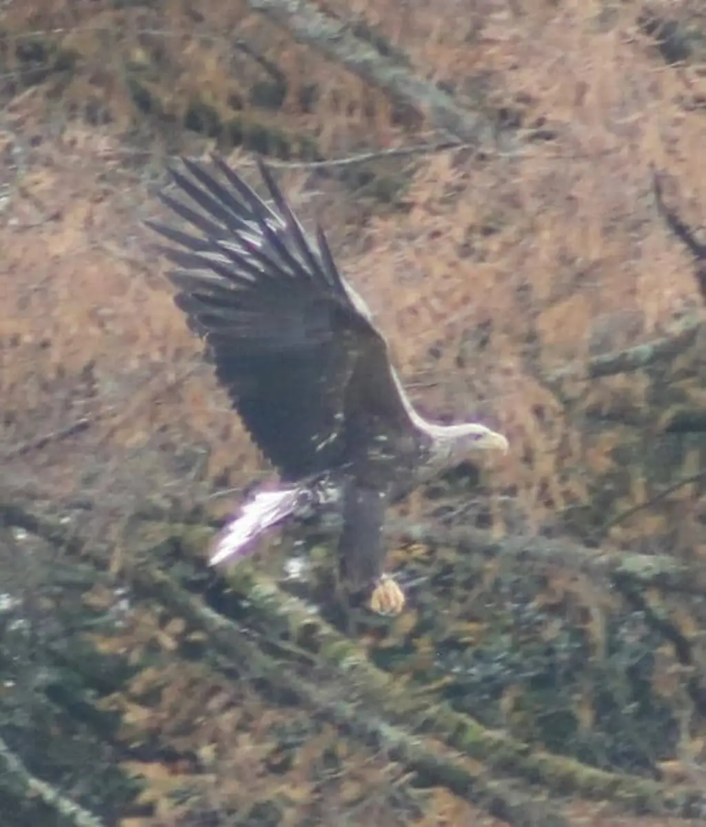 تصویری از عقاب دمسفید در بریتانیا