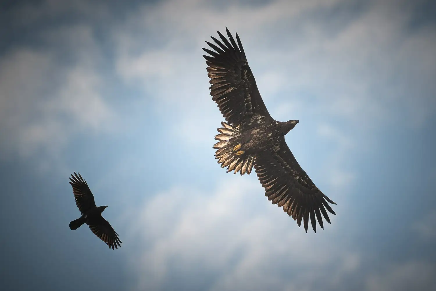 بازگشت عقاب‌های دم‌سفید به بریتانیا