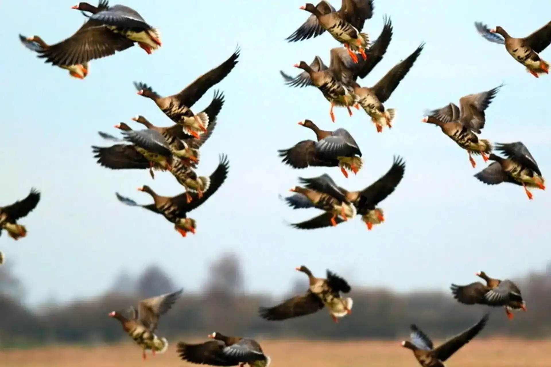 جمع‌آوری دام های هوایی در گیلان