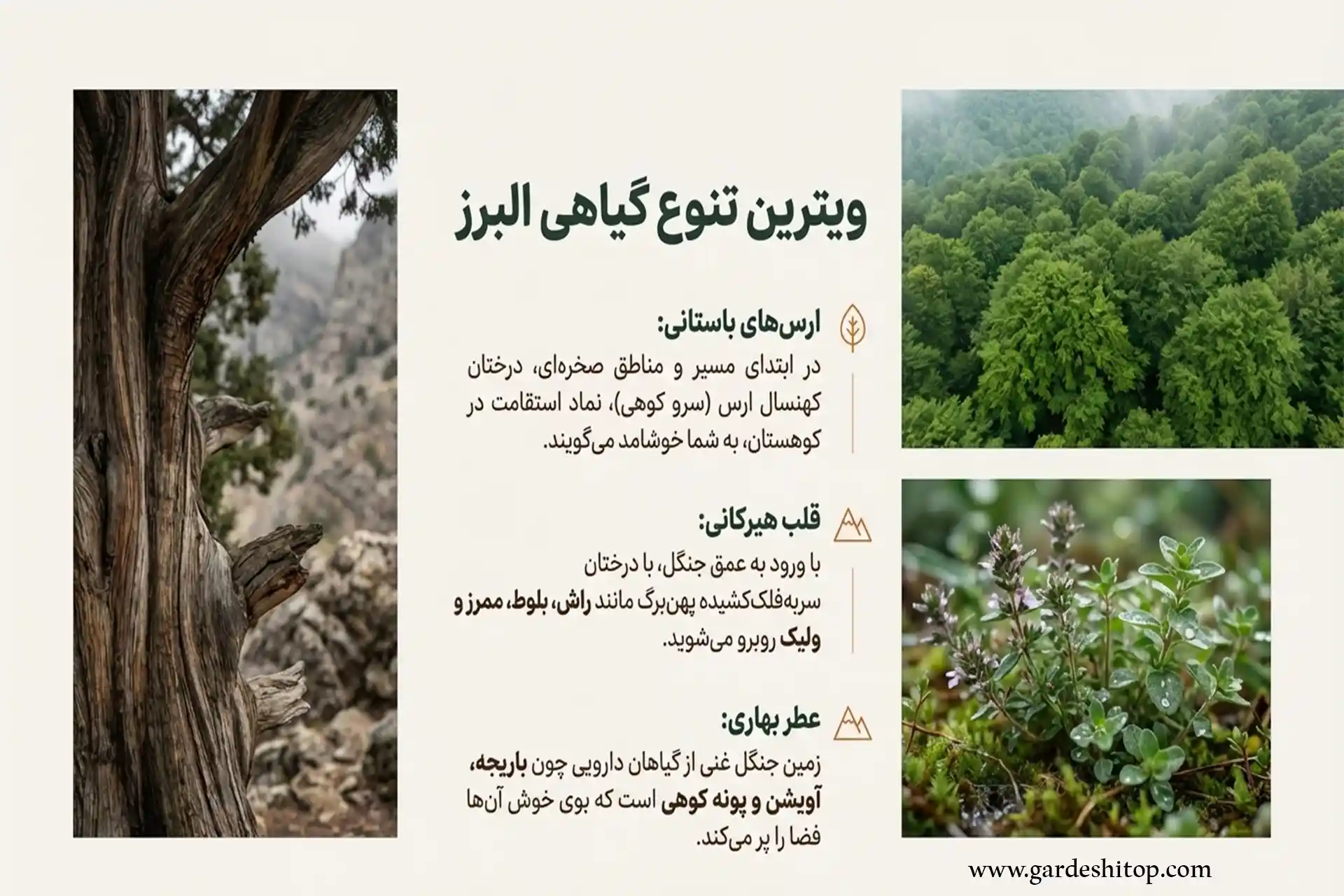 پوشش گیاهی جنگل فینسک