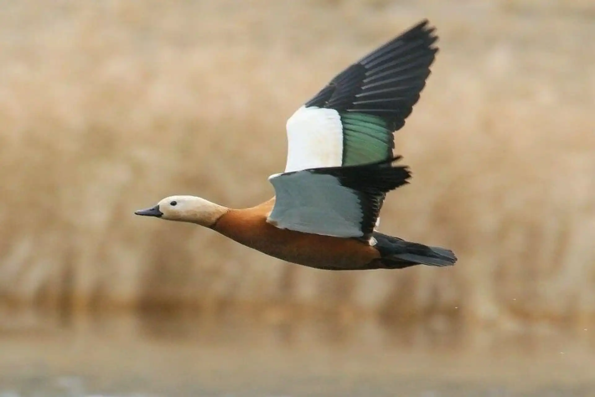 آغاز مهاجرت پاییزی پرندگان با ورود آنقوت‌ها به نقده