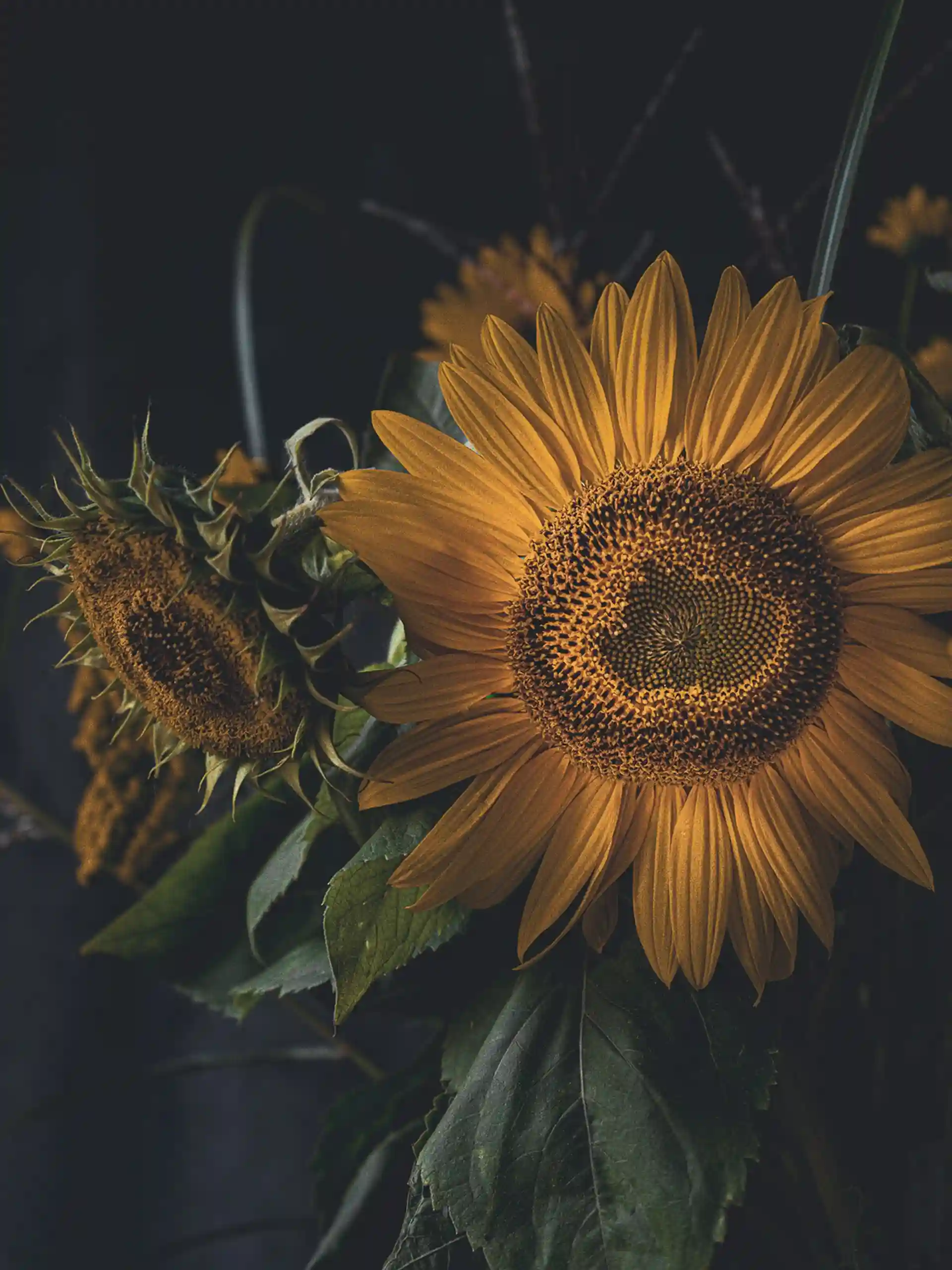 تصویری زیبا از گل آفتاب‌گردان