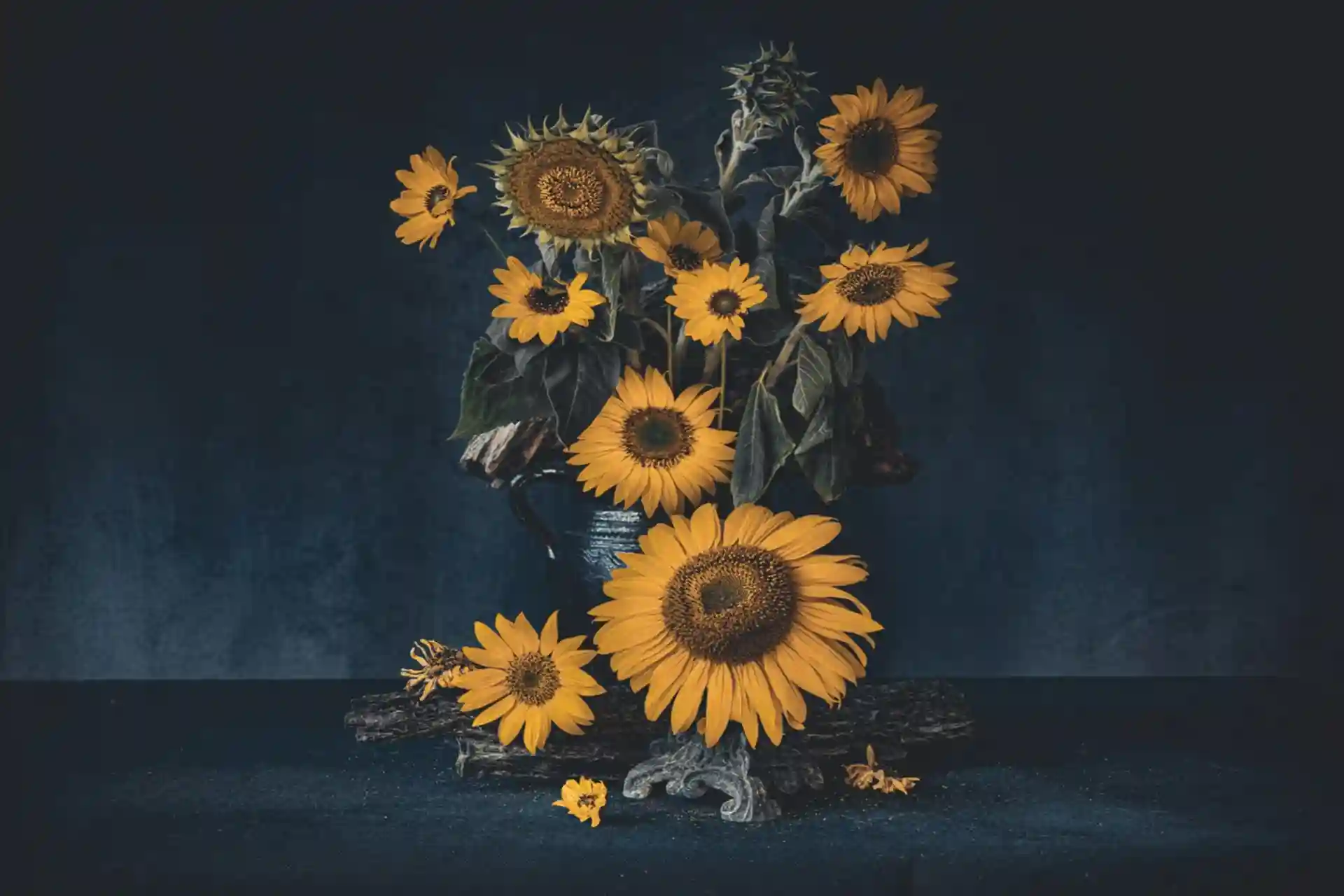 گل‌های آفتاب‌گردان شکار شده توسط دوربین کاتارزینا مروژفسکا