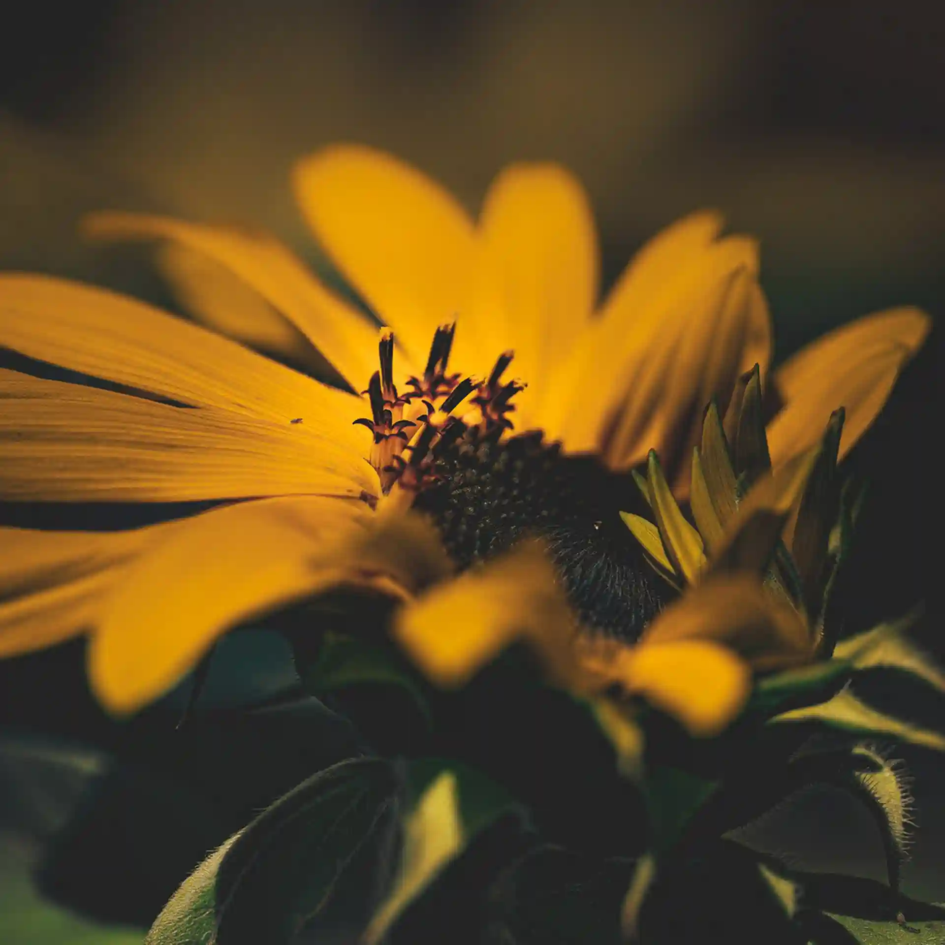 ماکرو فوق‌العاده از گل آفتاب‌گردان