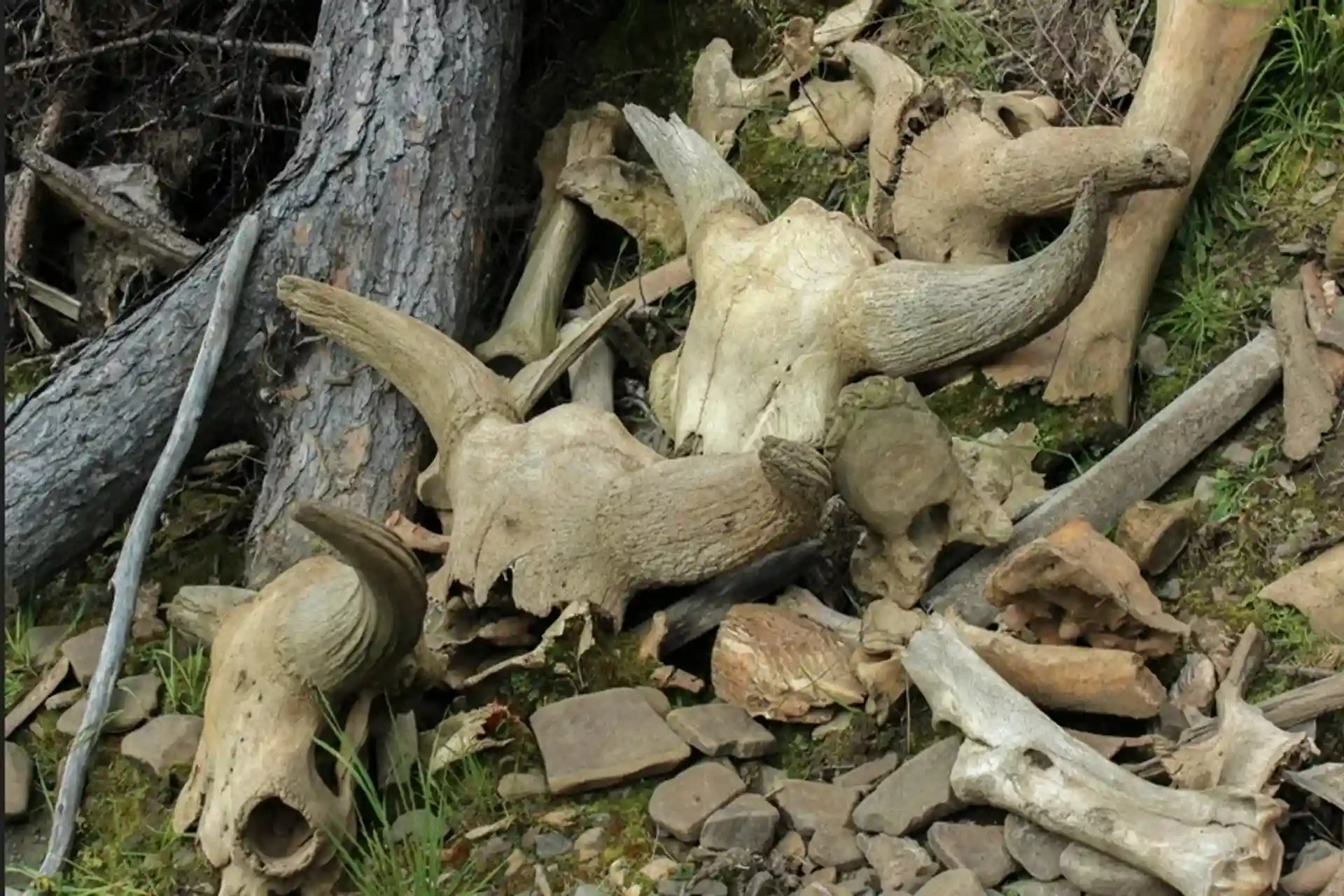 راز تکامل انسان در 50 هزار سال پیش