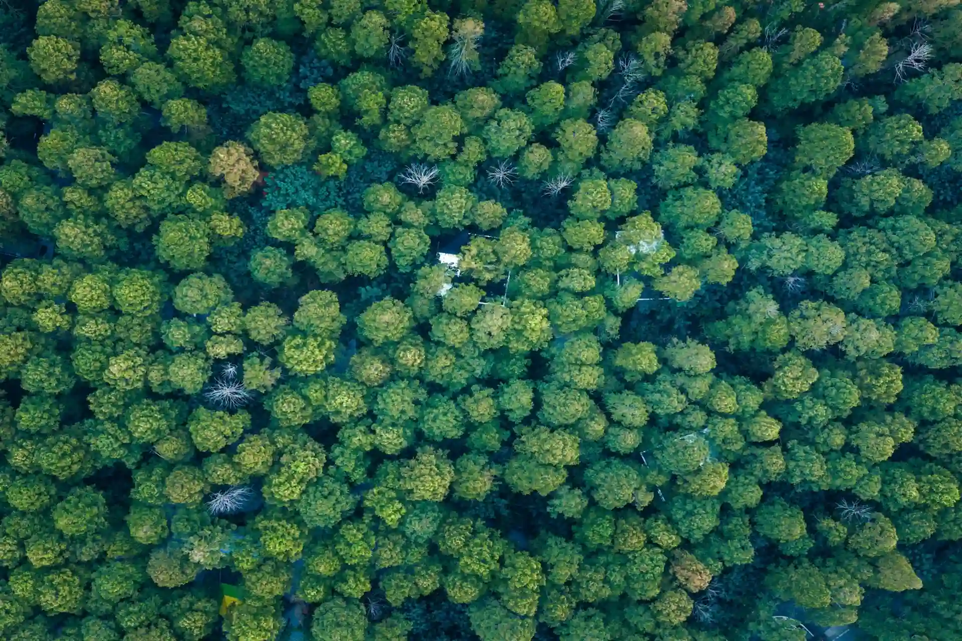 کمپ مخفی چین وسط جنگل